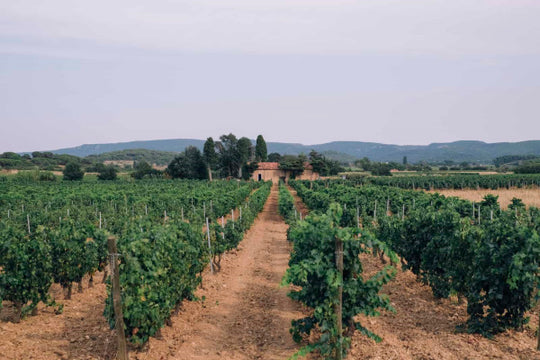 Caves de Languedoc