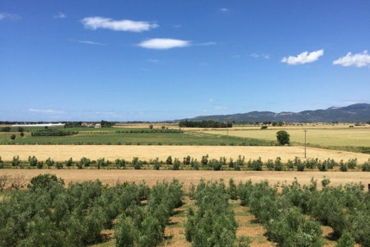 Giuseppe Brancatelli Toscane